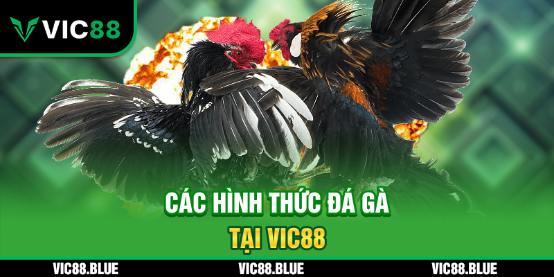 Các hình thức đá gà tại VIC88