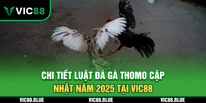 Chi tiết luật đá gà Thomo cập nhật 2025