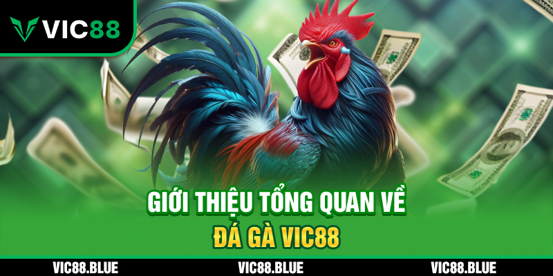 Giới thiệu tổng quan về đá gà VIC88