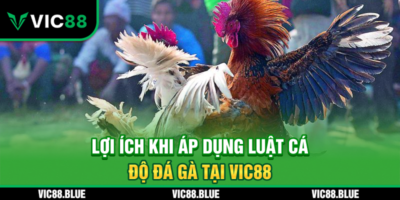 Lợi ích khi áp dụng luật cá độ đá gà