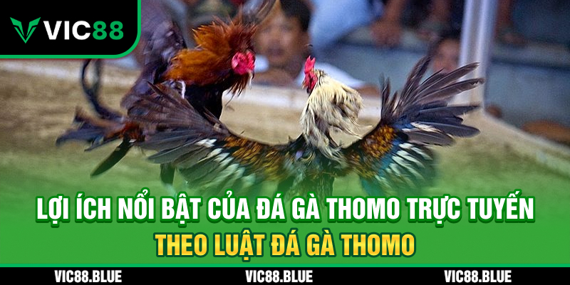 Lợi ích nổi bật của đá gà Thomo trực tuyến tại VIC88