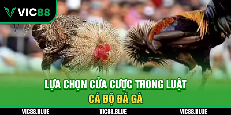 Lựa chọn cửa cược trong luật cá độ đá gà