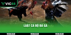 Luật cá độ đá gà