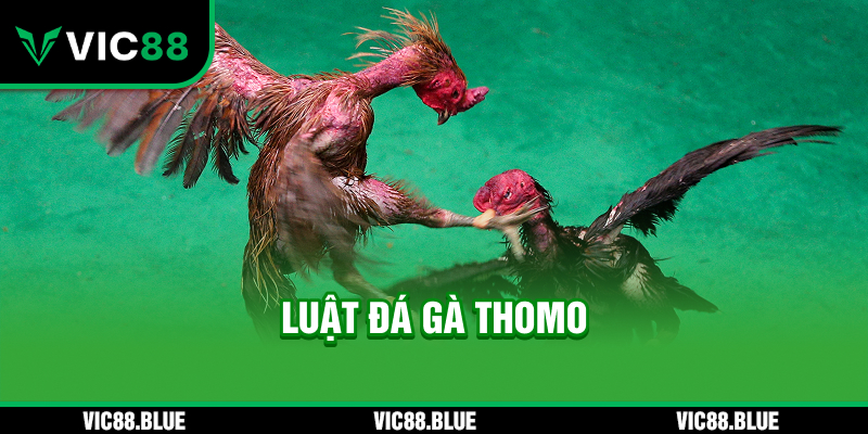 Luật đá gà Thomo