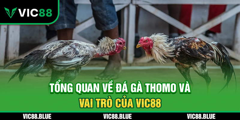 Khám phá về đá gà Thomo và vai trò của VIC88