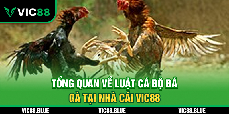 Tổng quan về luật cá độ đá gà nhà cái VIC88